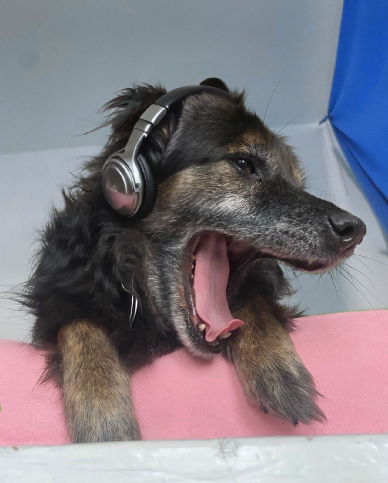 Ein gähnender Hund, der Kopfhörer trägt, guckt schräg zur Seite.